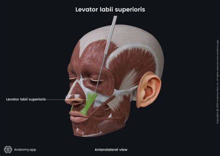 What Innervates levator Labii Superioris