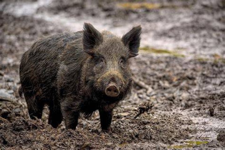 What is a boar pig Shakespeare