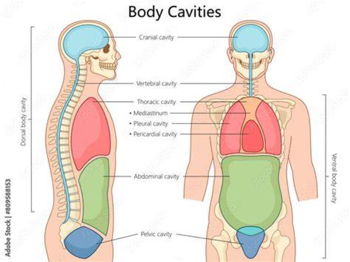 What is cavity in anatomy and physiology