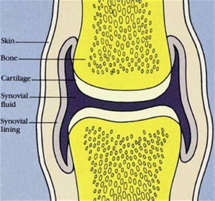 What is found in synovial fluid