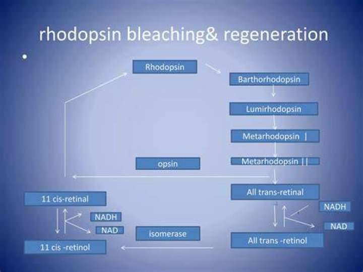 What is rhodopsin bleaching