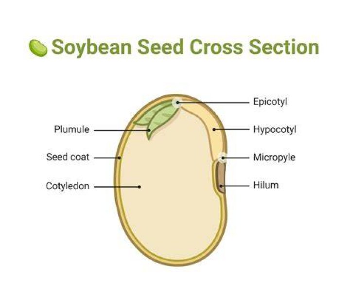 What is soy seed