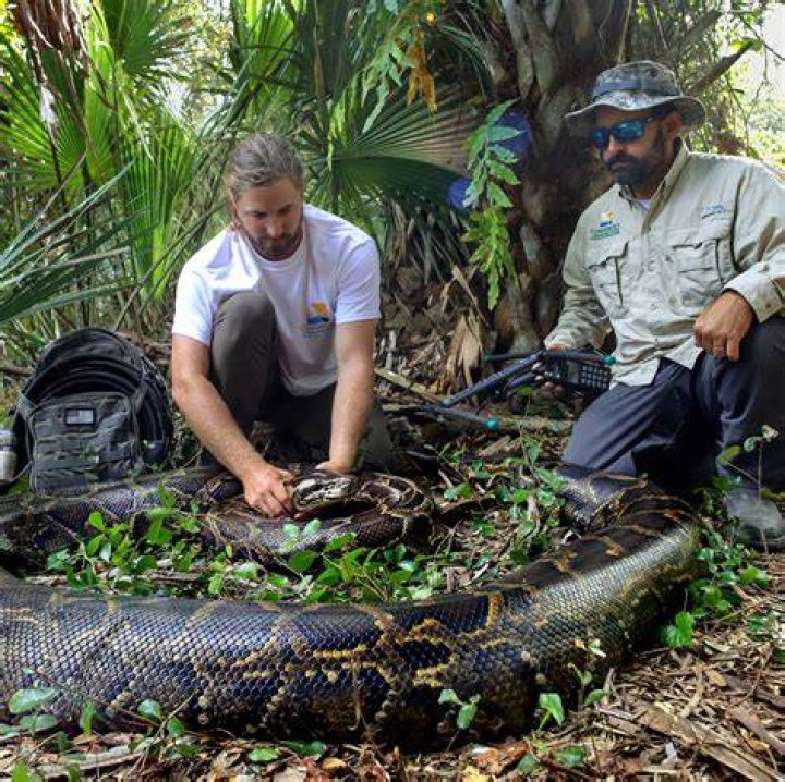 What is the biggest snake in Pennsylvania