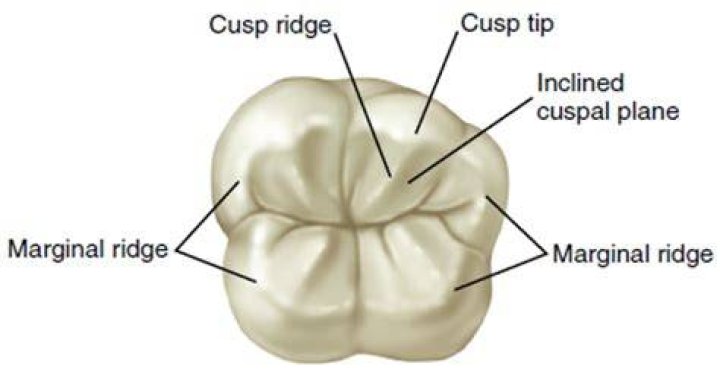 What is the cusp on a tooth