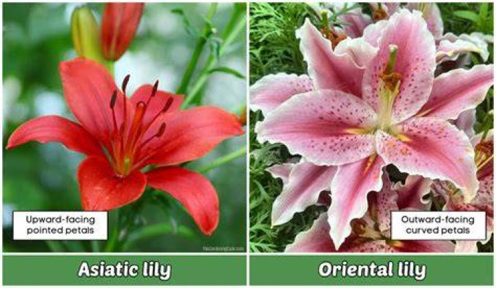 What is the difference between Asian Oriental lilies