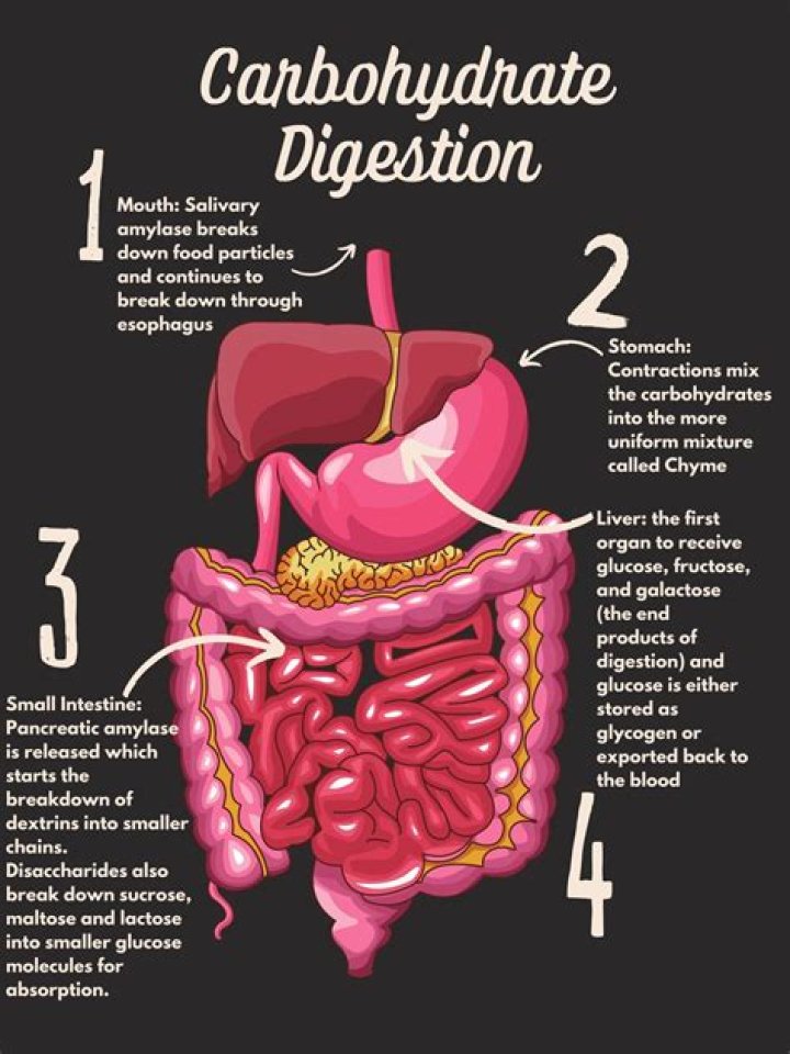 What is the digestion process of carbohydrates