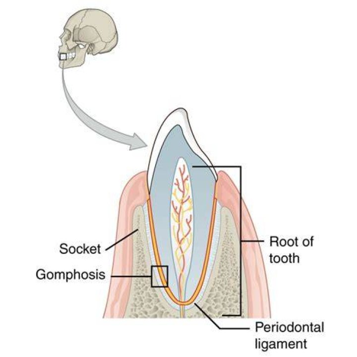 What is the function of Gomphosis