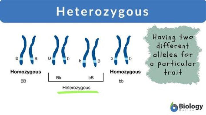 What is the importance of heterozygotes
