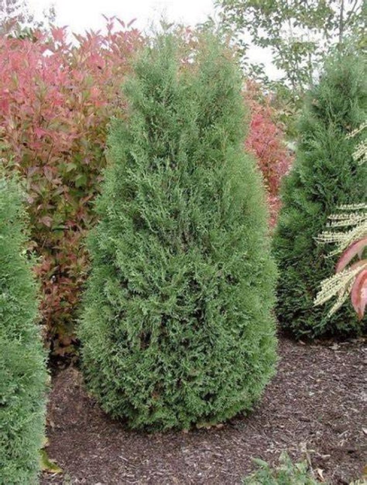 What is the largest arborvitae