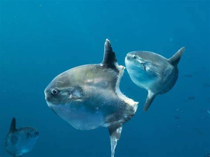 What is the purpose of a sunfish