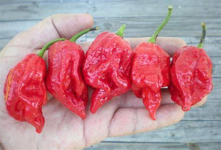 What is the rarest pepper