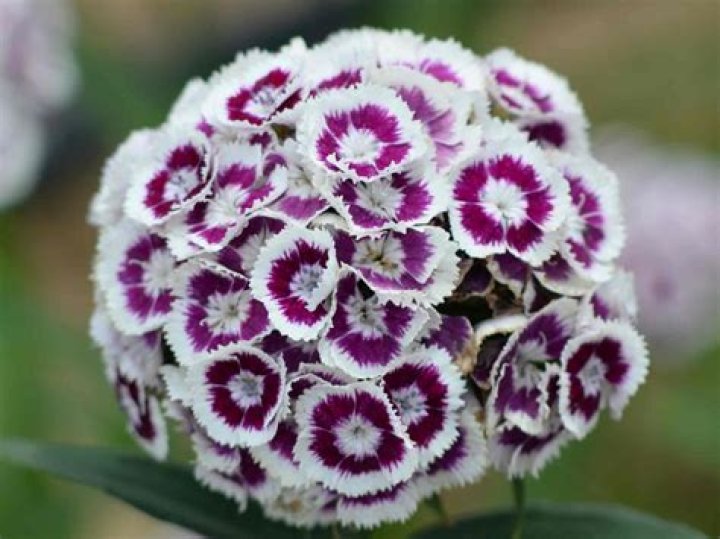 What is the sweet juice in flowers called