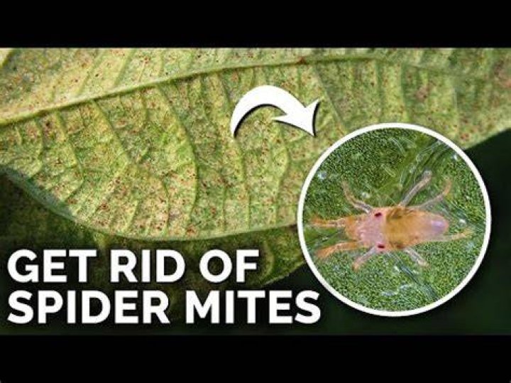 What pesticide kills spider mites