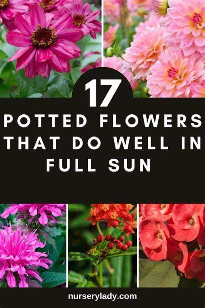 What potted flowers do well in full sun