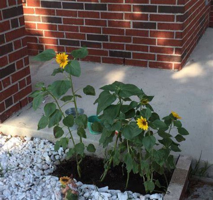 When should I plant sunflowers in my garden