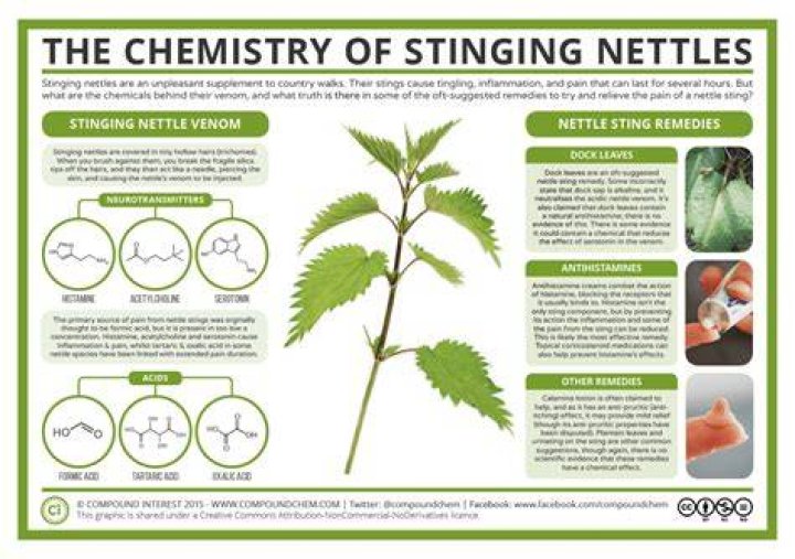Where are stinging nettles found