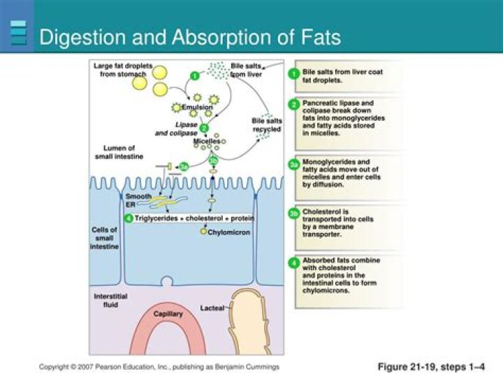 Where does digestion of fats take place