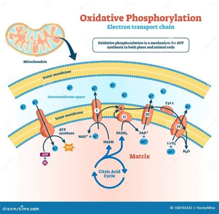 Where is oxidative metabolism carried out