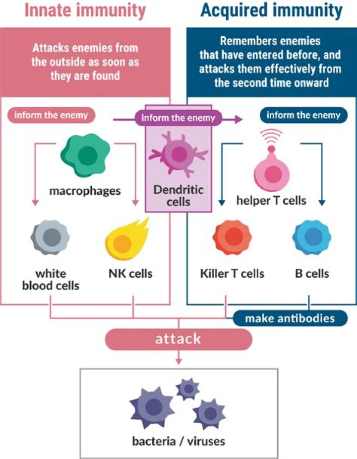 Which two blood cells are chiefly responsible for acquired immunity