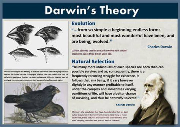 Who applied Darwins theory of natural selection to human behavior