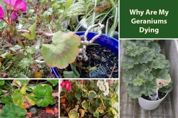 Why are my geraniums all leaves and no flowers