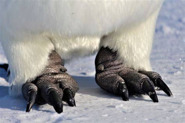 Why are penguins feet muscles in their body
