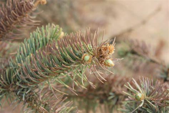 Why do blue spruce needles fall