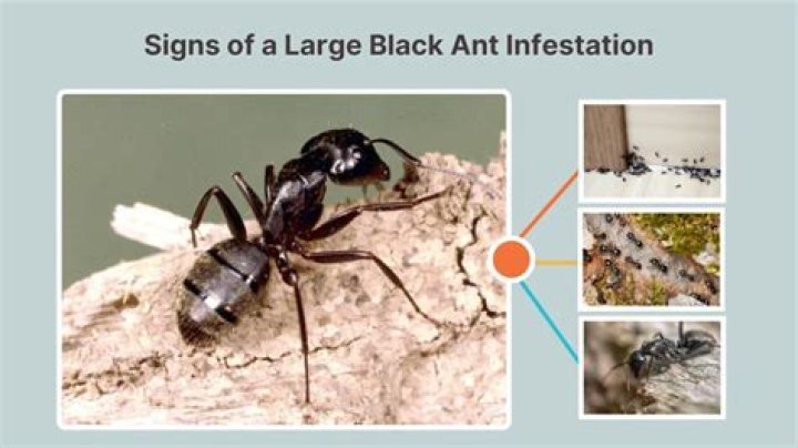 Why do I have black ants in my car