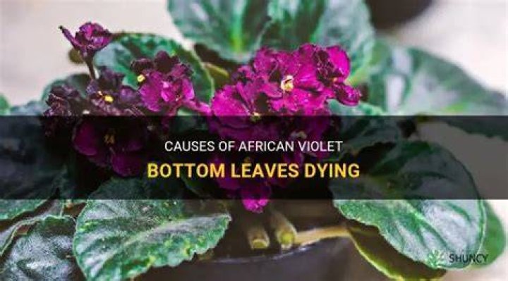 Why do my African violets keep dying