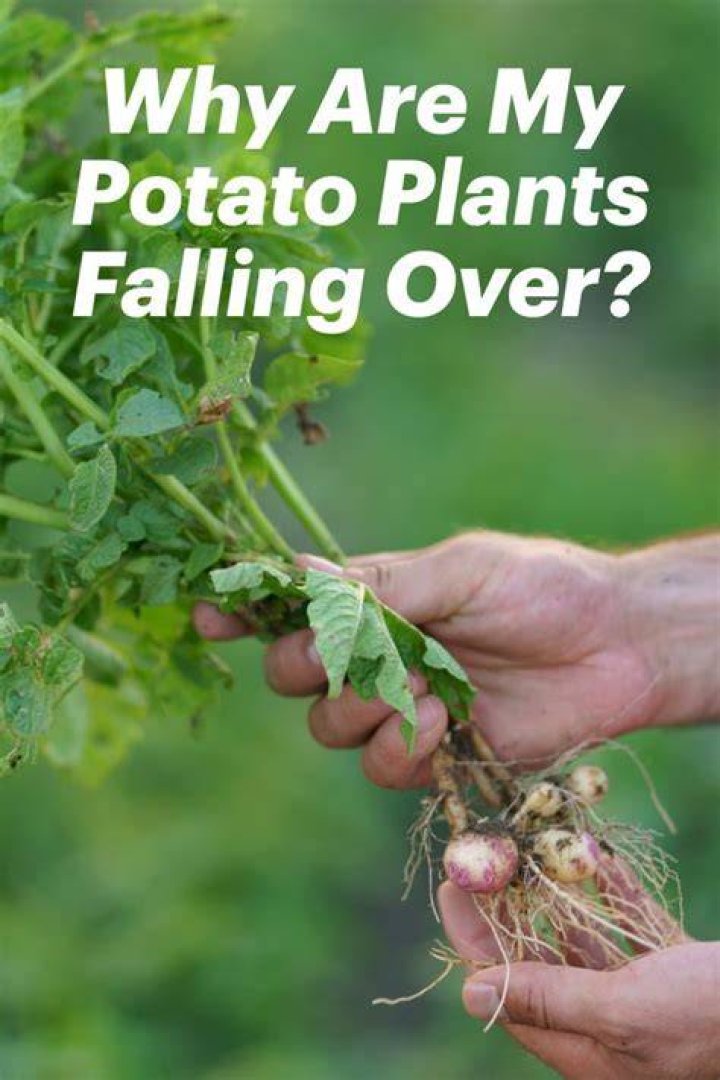 Why do my potato plants fall over
