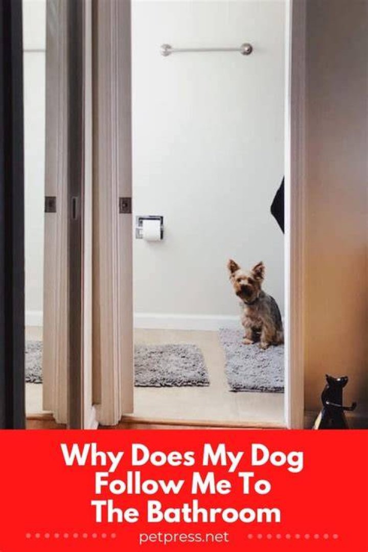 Why does my dog follow me from room to room