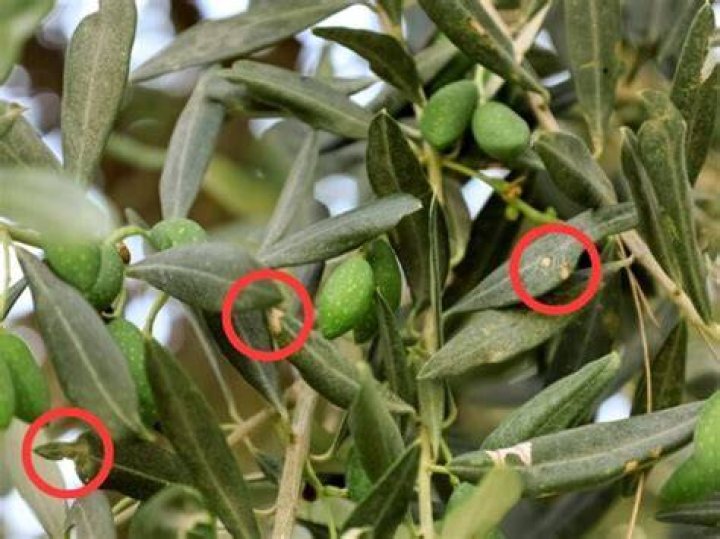 Why does my olive tree not flower